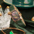 アルマニニ腕時計女（Emporo Ammani）小緑表GIOIAシリズのファンプロプロの四角形盤とカージラープ女子時計の古典的なミニ緑時計ベルト11149